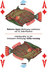 Carta-pesci-conch-tropic–quadri-1