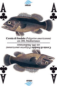 Carta-pesci-mediterr-fiori-1