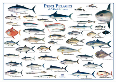 Poster pelagici