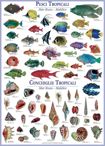 Poster-pesci-e-conchiglie-tropicali