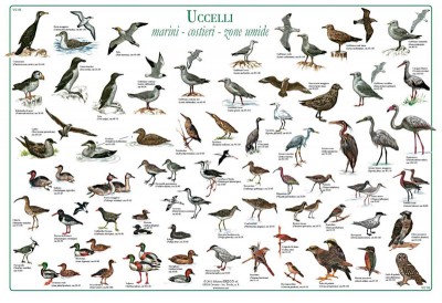 Poster-uccelli-marini