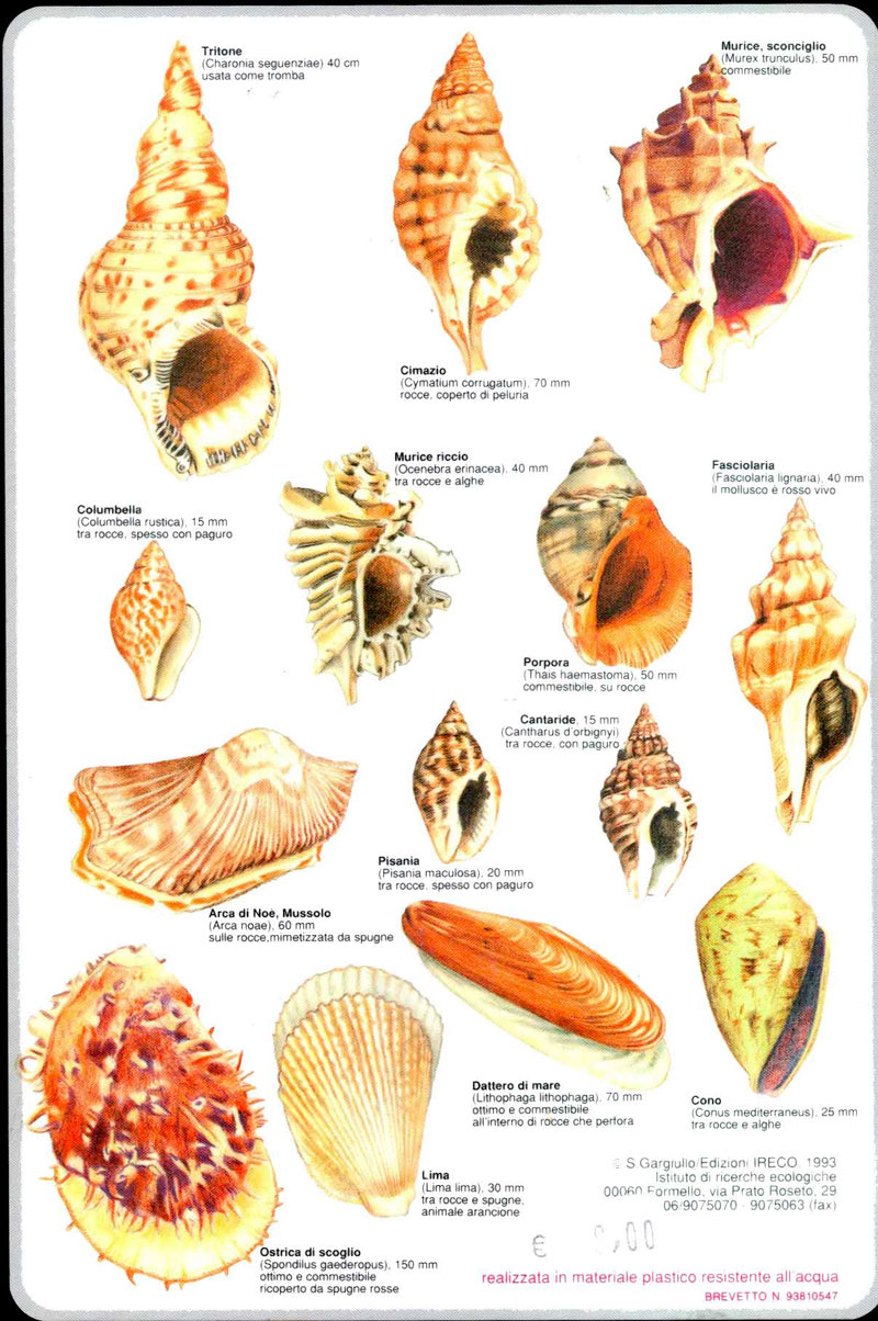 Scheda Conchiglie Mediterraneo ambiente roccioso - Ireco