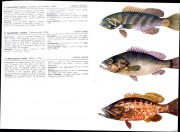 int-pesci-medit