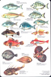 pesci-mediterraneo-sommersa-retro