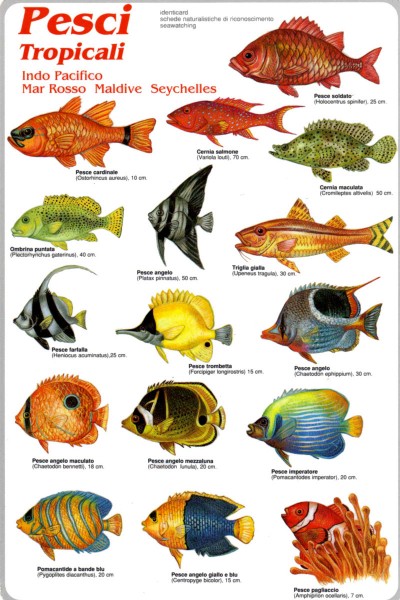 pesci-tropicali-fronte