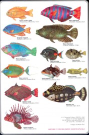 pesci-tropicali-retro