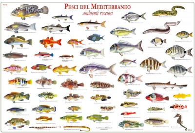 poster-pesci-del-mediterraneo-ambienti-rocciosi